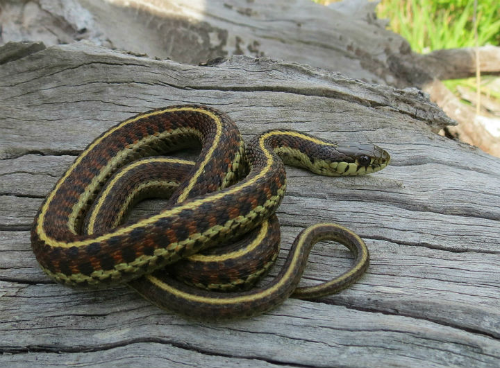 Coast Garter Snake